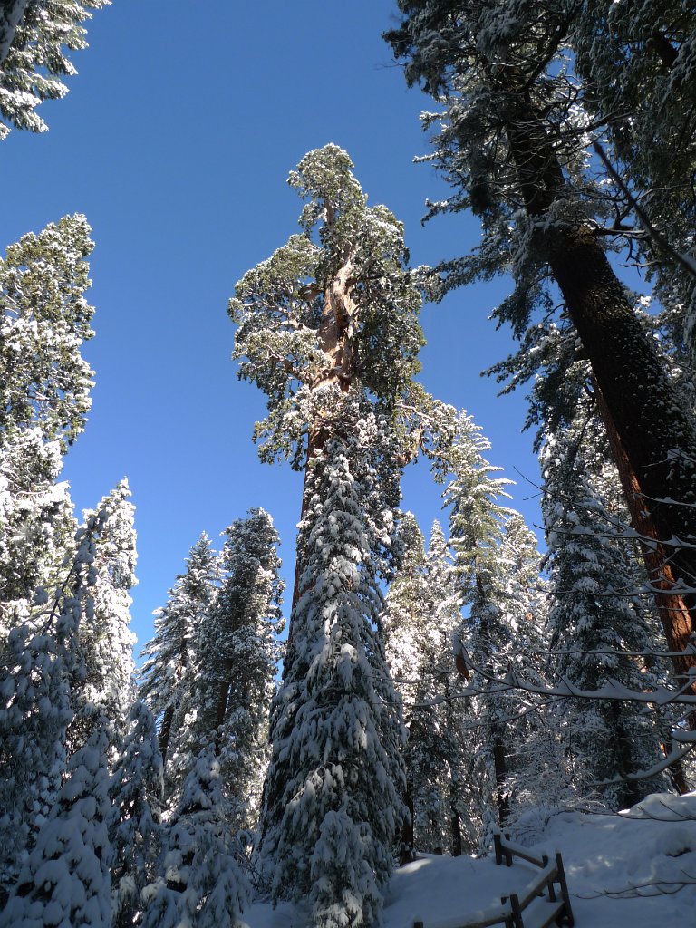 Christmas2010 227.JPG